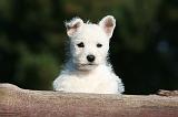 WESTIE 325